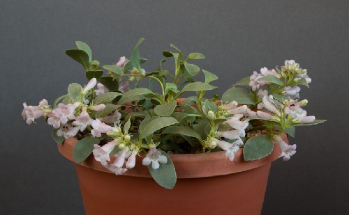 Penstemon debilis